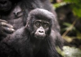 Uganda Gorilla Experience
