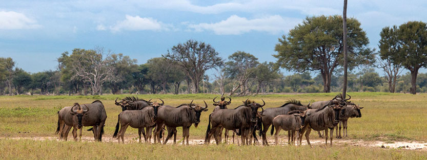 Hwange Wildebeest in Zimbabwe