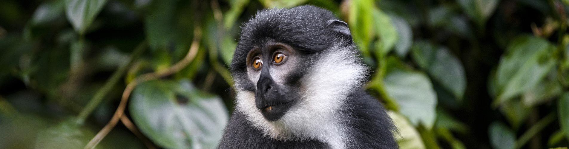 Spectacular Primates Of Uganda