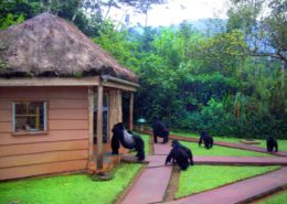 Unexpected Visitors at Sanctuary Gorilla Lodge